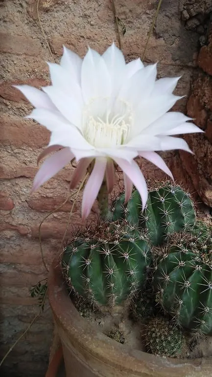 Dar Kleta Morocco